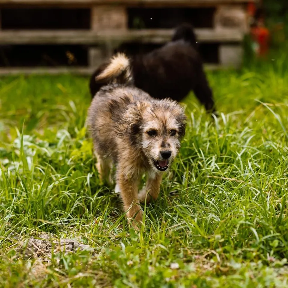 Egy szőrös, barnás-szürke kóbor kutya szalad a fűben, nyitott szájjal, mögötte egy fekete kutya látható elmosódottan egy udvarban.