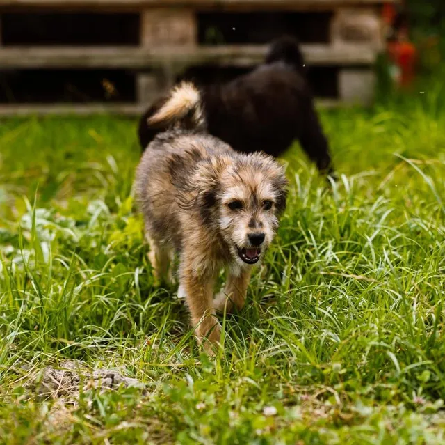 Egy szőrös, barnás-szürke kóbor kutya szalad a fűben, nyitott szájjal, mögötte egy fekete kutya látható elmosódottan egy udvarban.