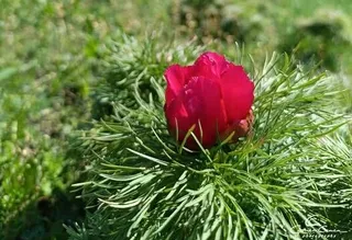 KÉP — alt szöveg pótlandó (AI-javaslat + szerkesztői jóváhagyás)
