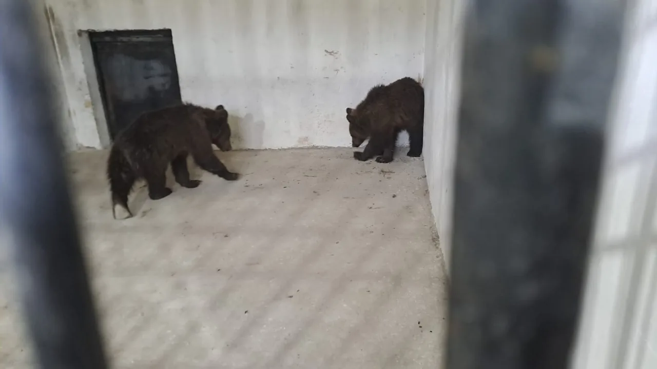 Két barnamedvebocs egy betonpadlós, fémfalú zárt kifutóban, rácson keresztül fotózva; egyikük a sarokban, másikuk a fal mellett szimatolva mozog.