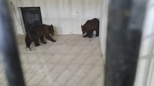 Két barnamedvebocs egy betonpadlós, fémfalú zárt kifutóban, rácson keresztül fotózva; egyikük a sarokban, másikuk a fal mellett szimatolva mozog.