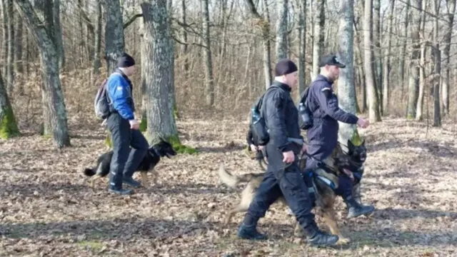 Egyenruhás rendőrök kutyás egységgel gyalogolnak lombtalan erdőben, kutyapórázon vezetett kutyákkal keresést végezve.
