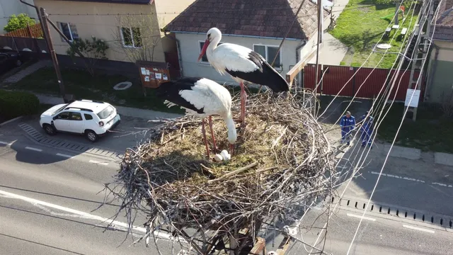 Két fehér gólya áll egy villanyoszlop tetején épített nagy ágakból font fészekben, alattuk két tojás látható; a fészek egy utca fölé magasodik, ahol autó parkol és emberek sétálnak a járdán.