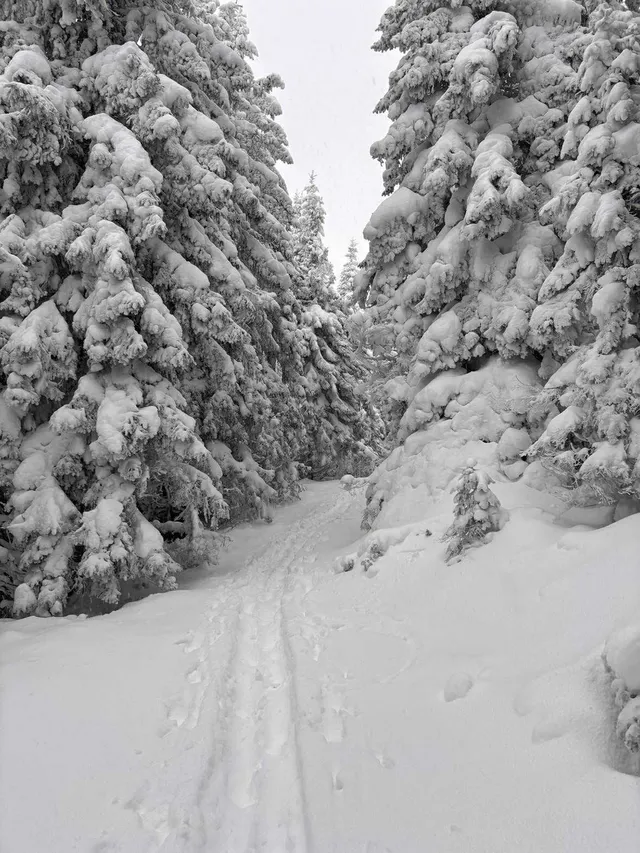 Erdei ösvény hóval borított fenyőfák között, a lucfenyők ágait vastag hóréteg húzza le, a keskeny nyomvonalon látszik, hogy valaki korábban átment rajta.