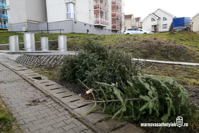 Kidobott karácsonyfák hevernek egy fűvel benőtt sávon egy tömbház melletti járda mellett, a háttérben lakóházak és egy parkoló autó látható.