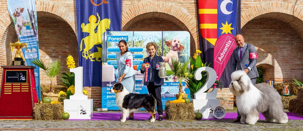 Kutyakiállítás díjátadója egy téglaboltíves épület előtt: két nő egy border collie jellegű kutyát vezet az 1-es számú dobogónál, mellette a másik nő oklevéllel és serleggel a kezében, jobb oldalt egy férfi bírói karszalaggal egy bozontos, fehér öreg angol juhászkutyát (old english sheepdog) tart a 2-es számú dobogónál.