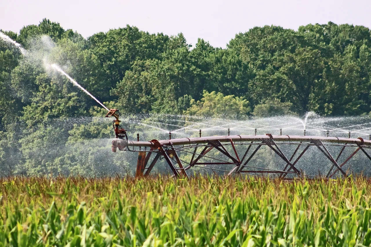 Kukoricaföld fölött működő öntözőrendszer (center pivot) locsolja a növényeket, a háttérben sűrű erdősáv, felette derült égbolt látszik.
