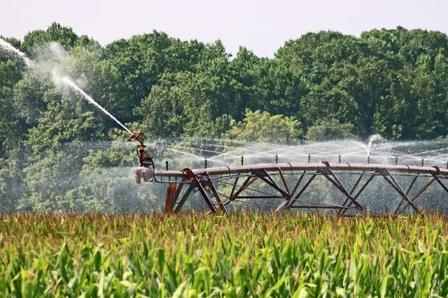 Kukoricaföld fölött működő öntözőrendszer (center pivot) locsolja a növényeket, a háttérben sűrű erdősáv, felette derült égbolt látszik.