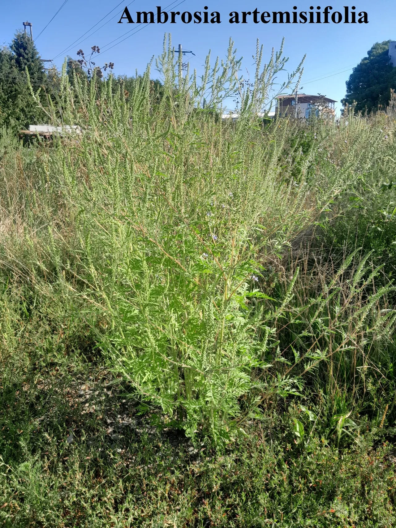 Egy magas, bokros parlagfű (Ambrosia artemisiifolia) növény áll egy gazos, elhanyagolt telek közepén, körülötte magas gyom és fű, háttérben villanyoszlopok, fák és épületek. A képen felirat olvasható: Ambrosia artemisiifolia.