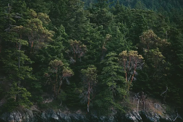 Sűrű fenyőerdővel borított sziklás domboldal, előtérben szirtes, köves talajjal, a fák között néhány világosabb lombú lombhullató fa is látható.