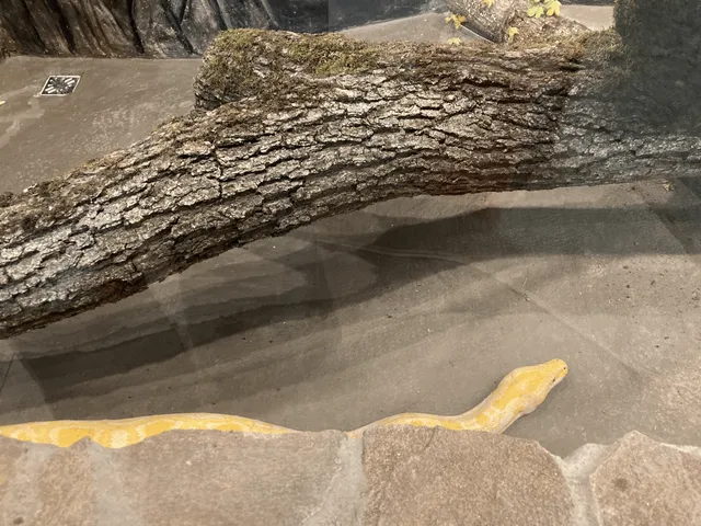 Terráriumban egy sárga-fehér mintázatú albínó piton kúszik a kőburkolatú talajon, felette mesterséges fatörzs húzódik, amelyet moha borít.