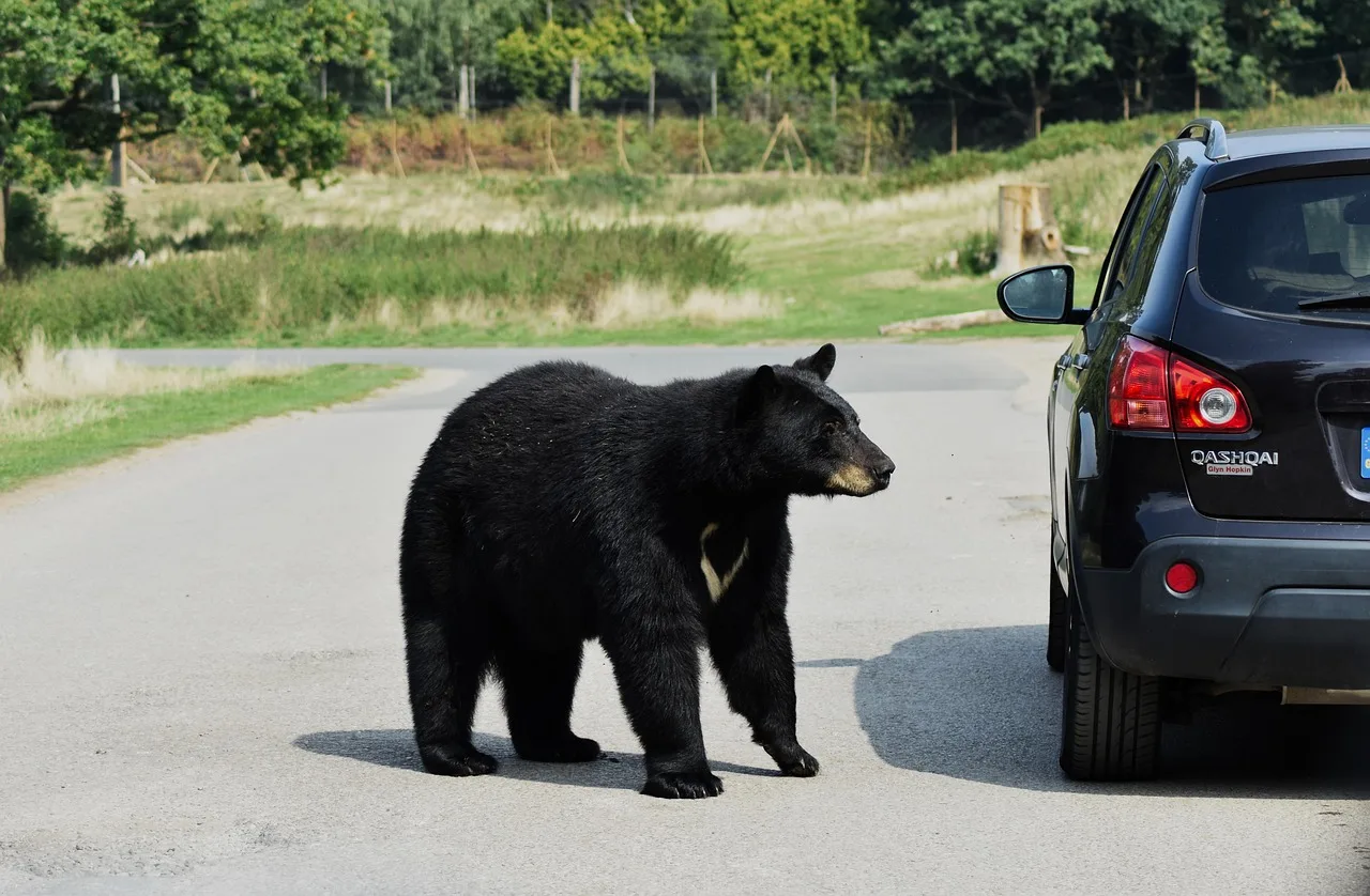 bear