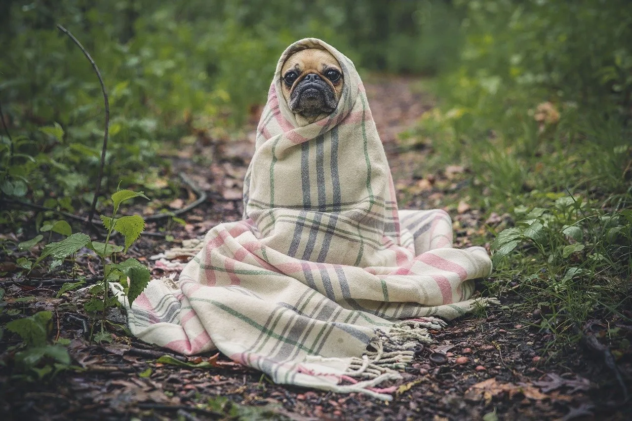 Egy mopsz vagy pug jellegű kutya kockás mintás takaróba van bugyolálva, csak a feje látszik ki, egy erdei ösvényen ül.
