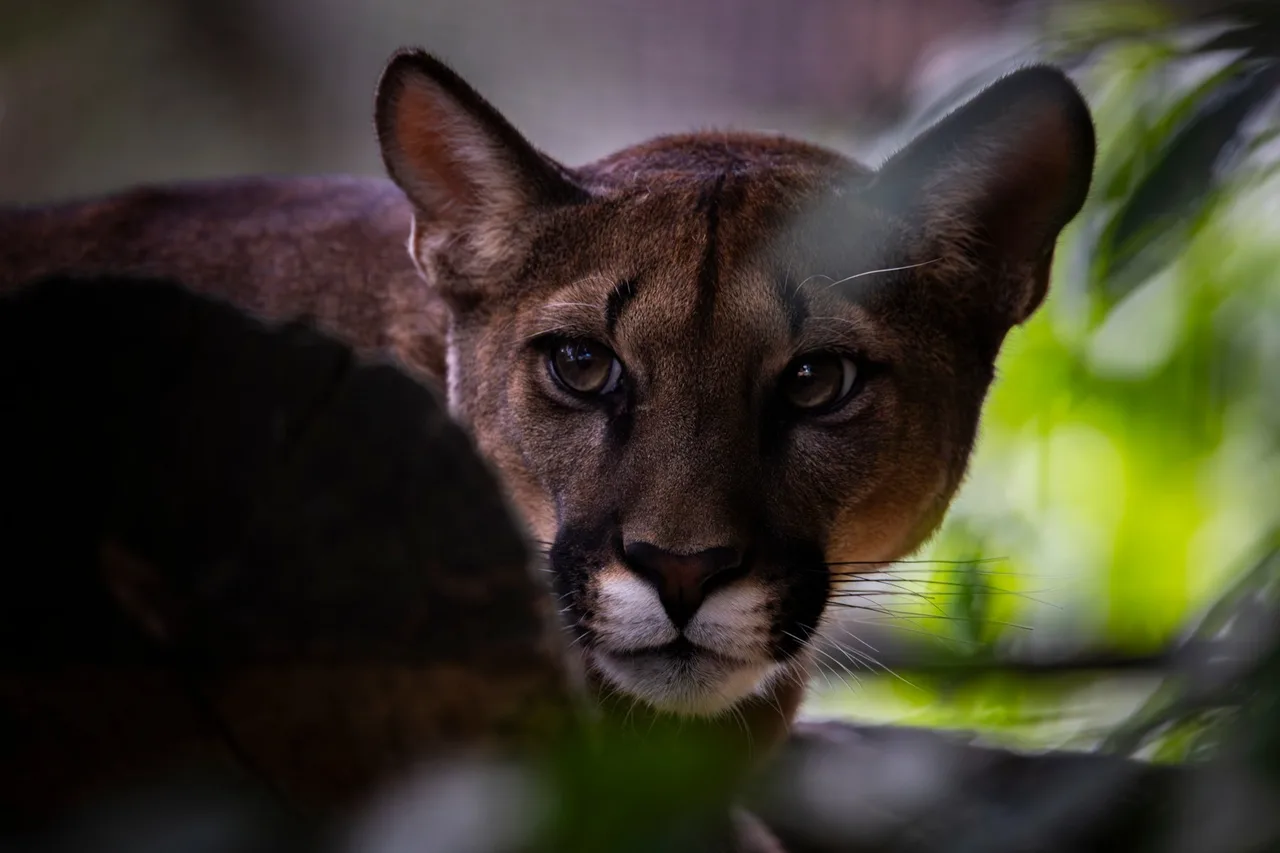 Egy puma közeli portréja, amint levelek és egy sötét kő között kukucskál előre nézve a kamerába.