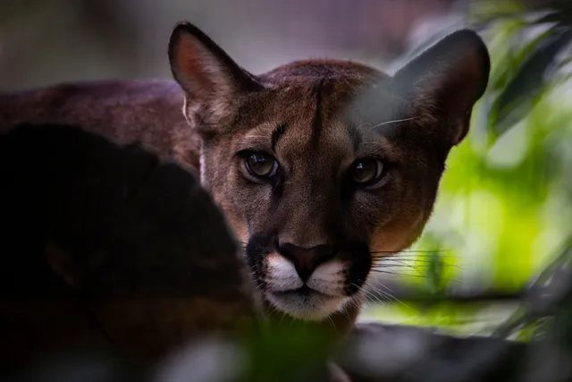 Egy puma közeli portréja, amint levelek és egy sötét kő között kukucskál előre nézve a kamerába.