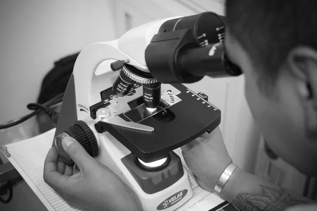 Fekete-fehér közelkép egy laboratóriumi mikroszkópról, amelybe egy férfi belenéz, kezével a fókuszbeállító gombot forgatva, miközben a másik kezével a tárgyasztalt tartja.