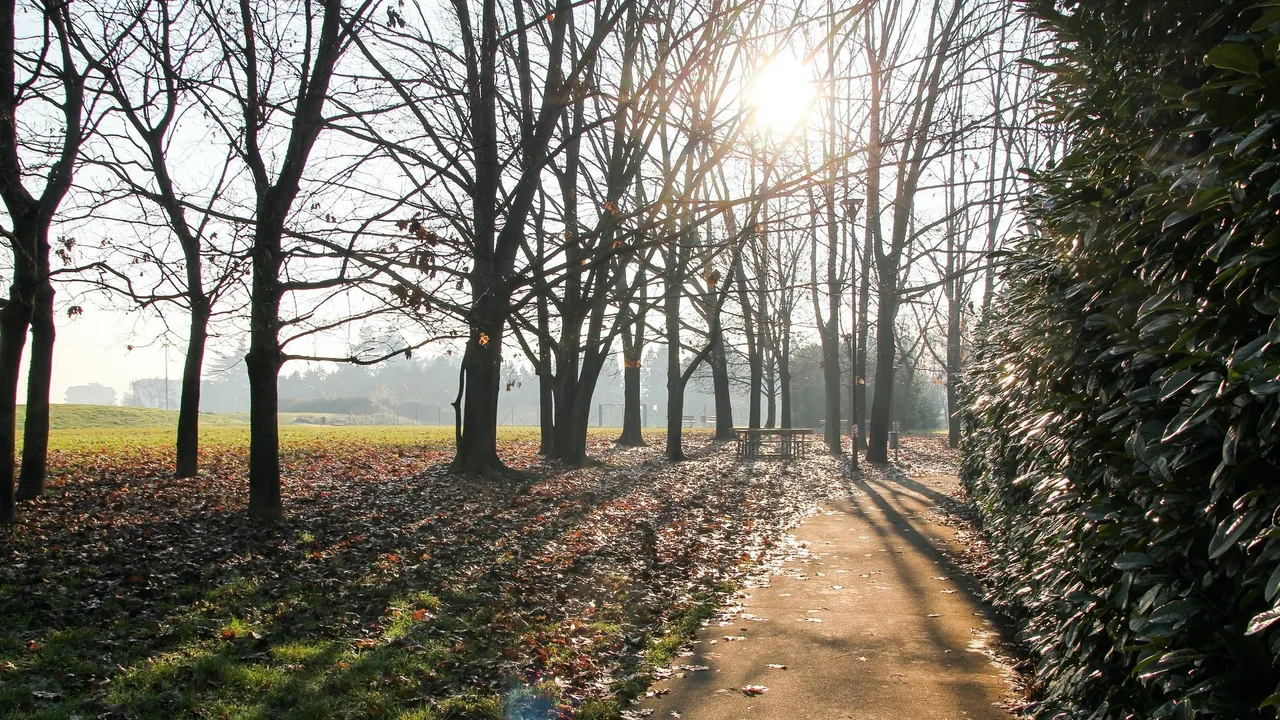 Napsütéses parkbeli sétány lombtalan fákkal, avarral borított talajjal, jobb oldalon magas zöld sövény, a háttérben pad és lámpaoszlop látható.