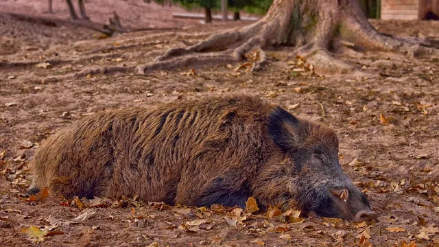 Egy vaddisznó fekszik a földön, avaros, homokos talajon, egy fa gyökerei mellett, hátterében fatörzs és épület körvonala látható.